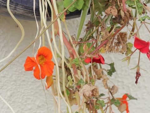 29.	Capuchinha (Tropaeolum majus)
Data da fotografia: 11/06/2018
Utilidade/ função na horta: As folhas, flores e sementes são comestíveis. Alberga pulgões e lagartas que servem de alimento a muitos insetos auxiliares.